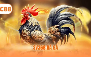 SV368 Đá Gà - Trải Nghiệm Sảnh Thi Đấu Kịch Tính 2025